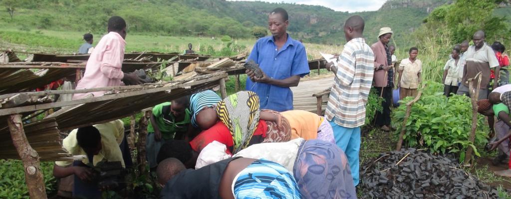 planting coffee seedlings